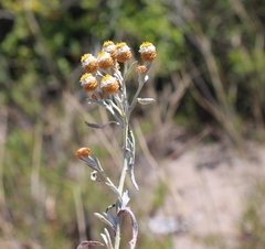 Helichrysum cochleariforme
