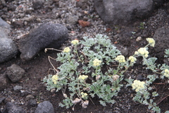 Artemisia glomerata