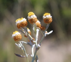 Helichrysum cochleariforme