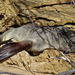 photo of Cape Fur Seal (Arctocephalus pusillus pusillus)