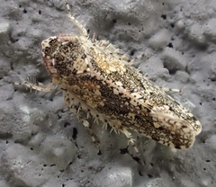 Dixianus utahnus