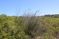 Thamnochortus spicigerus