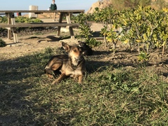 Canis familiaris