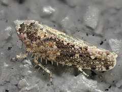 Dixianus utahnus