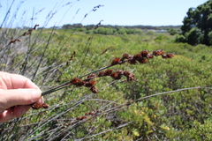 Thamnochortus spicigerus