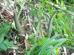 Amorphophallus titanum