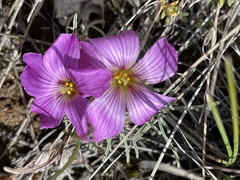 Oxalis laciniata