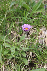 Erigeron thunbergii