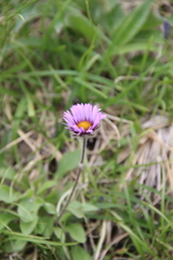 Erigeron thunbergii