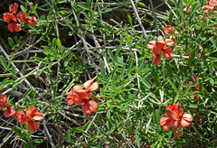 Indigofera candicans
