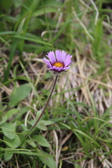 Erigeron thunbergii