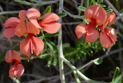 Indigofera candicans