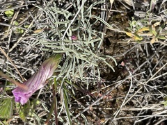 Oxalis laciniata