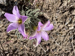 Oxalis laciniata