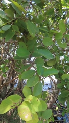 Magnoliopsida