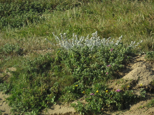 Image of Helichrysum crispum by (c) Jeremy Gilmore, some rights reserved (CC BY)
