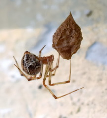 Parasteatoda lunata