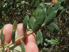Phylica oleifolia