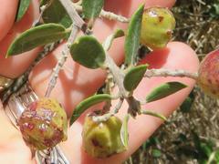 Phylica oleifolia
