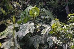 Macaranga