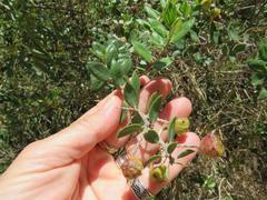 Phylica oleifolia