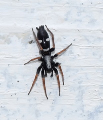 Aphantaulax trifasciata