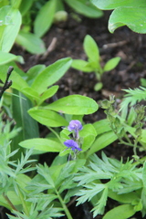Veronica grandiflora