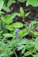Veronica grandiflora