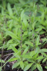Veronica grandiflora