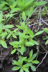 Veronica grandiflora