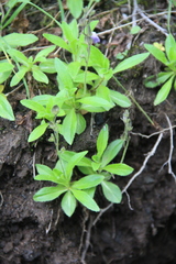 Veronica grandiflora