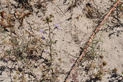 Phyllopodium cephalophorum
