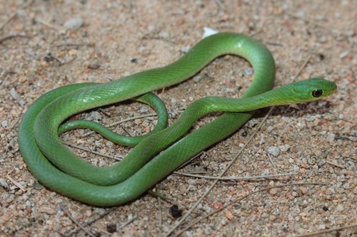 Green Water Snake