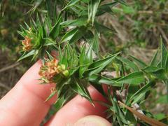Cliffortia acanthophylla