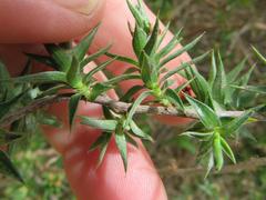 Cliffortia acanthophylla