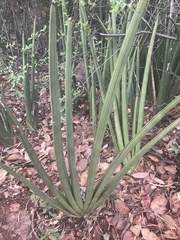 Sansevieria cylindrica