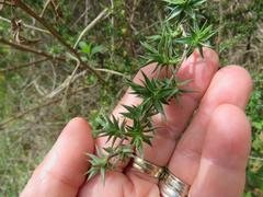 Cliffortia acanthophylla