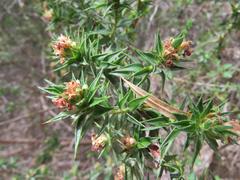 Cliffortia acanthophylla