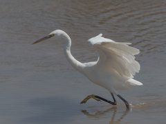 Egretta gularis