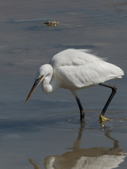 Egretta gularis