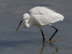 Egretta gularis