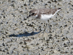 Charadrius mongolus