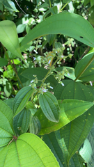 Pterogastra divaricata