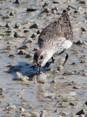 Calidris alpina