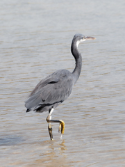 Egretta gularis