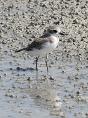 Charadrius mongolus