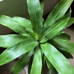 Dracaena fragrans