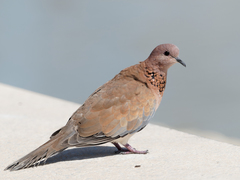 Streptopelia senegalensis