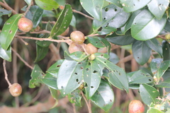 Camellia oleifera