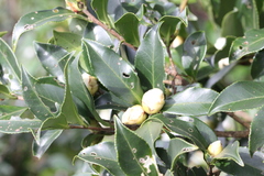 Camellia oleifera